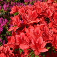 Рододендрон Фридолайн - купить с доставкой