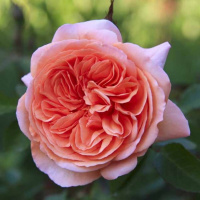 Роза штамбовая Луиз Клементс - купить с доставкой