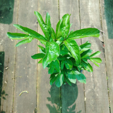 Стандарт поставки 4 Пион молочноцветковый Честин Гуди