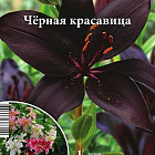 Лилия Черная Красавица
