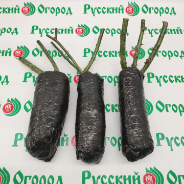 Стандарт поставки 1 Роза Сатин (горшок 2л)