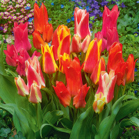 Смесь многоцветковых тюльпанов Жаркое пламя - купить с доставкой