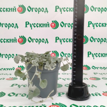 Стандарт поставки 1 Дихондра Серебристый Водопад