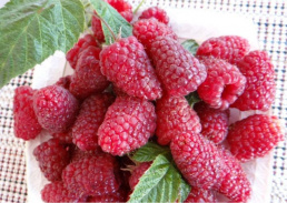 4d9a2dde79153b1aec7b1242eff4328d Малина без шипов как называется