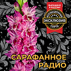 Гладиолус Сарафанное радио