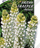 Люпин Галерея белый - купить с доставкой