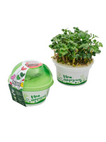 Стакан с семенами Редиса - набор для выращивания микрозелени  - купить с доставкой