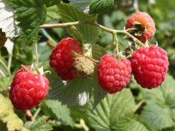 4de70f7777ea5bc5e1e8c12f32ff26e1 Малина без шипов как называется