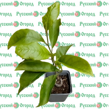 Стандарт поставки 3 Магнолия Сьюзан