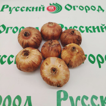 Стандарт поставки 1 Гладиолус В Круге Света