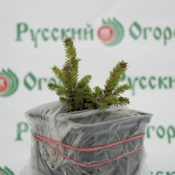 Стандарт поставки 4 Ель обыкновенная Барри