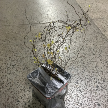 Стандарт поставки 3 Спирея Спарклинг Шампэйн