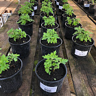 Хризантема индийская Фуджи Сноу (горшок 0,8л)