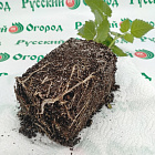 Ежевика Честер (горшок р9)