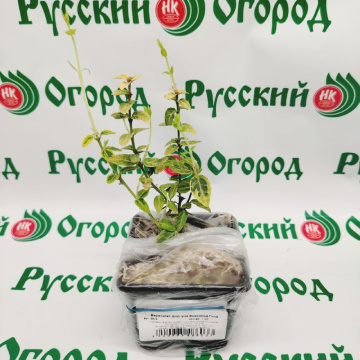Стандарт поставки 1 Бересклет форчуна Эмеральд Голд