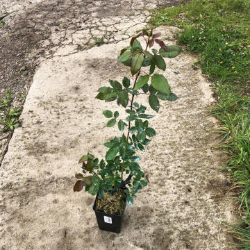 Стандарт поставки 2 Роза 4-х Ветров