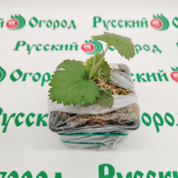 Стандарт поставки 2 Ежевика Блэк Бьют