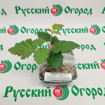 Стандарт поставки 4 Ежевика Натчез