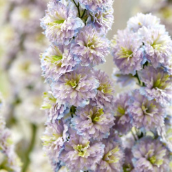Delphinium high Rainbow Sensation