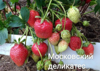 Земляника F1 Московский деликатес® (ПРОФ-ПОЧТА) - купить с доставкой