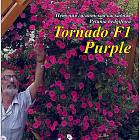 Фиолетовый