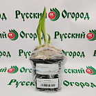 Хоста Катерина