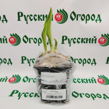 Стандарт поставки 1 Хоста Катерина