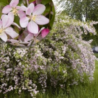 Яблоня Луиза - купить с доставкой