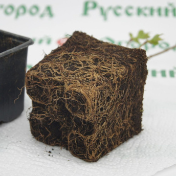 Стандарт поставки 4 Сирень обыкновенная Афродита