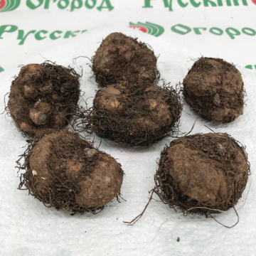 Стандарт поставки 1 Бегония Пикоти Бело-красная