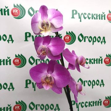 Стандарт поставки 3 Орхидея (Фаленопсис) Сиреневая, 1 ст. D12