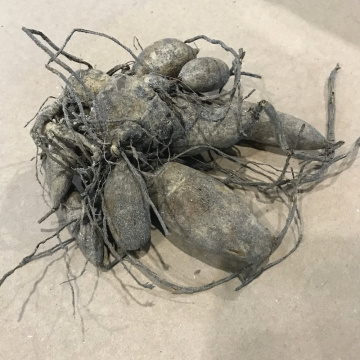 Стандарт поставки 5 Георгина Лавандер Перфекшн