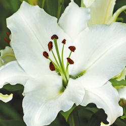 Lily hinduistická