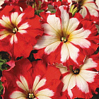 Розово-вишневый