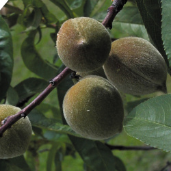 Mandlový amaretto