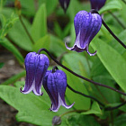 Клематис Софи