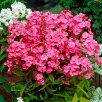 Флокс метельчатый Ринструм - купить с доставкой