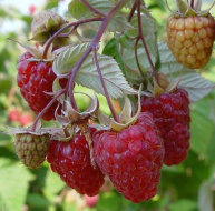 5280f014c80ad3196abb8cfa5a5be58d Малина без шипов как называется