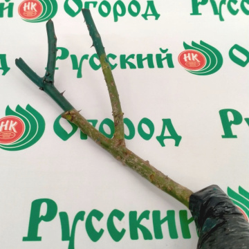 Стандарт поставки 4 Роза Акварель