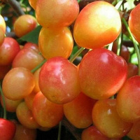 Черешня Заря Жукова - купить с доставкой