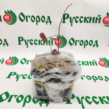 Стандарт поставки 3 Голубика высокорослая Нортланд