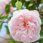 Роза Дженерос Гарденер