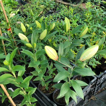 Стандарт поставки 15 Лилия Мисс Пекулиар