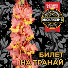 Гладиолус Билет На Транай