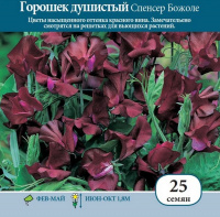 Горошек душистый Спенсер Божоле - купить с доставкой