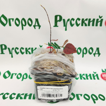 Стандарт поставки 2 Голубика высокорослая Нортланд