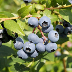 Blueberry Blue Jay (hrnec 2l)