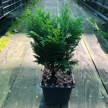 Стандарт поставки 1 Кипарисовик Лавсона Минима Глаука