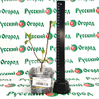Гортензия метельчатая Жемчужина фестиваля