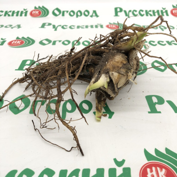 Стандарт поставки 5 Ирис бородатый Нэтчез Трасе